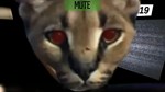 Five nights at Floppa * АВТОДОСТАВКА STEAM РОССИЯ