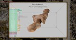 Nature Hunter * АВТОДОСТАВКА STEAM GIFT РОССИЯ