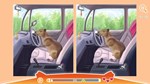 Cute Capybaras * АВТОДОСТАВКА STEAM GIFT РОССИЯ