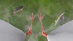 IBIS AM * АВТОДОСТАВКА STEAM GIFT РОССИЯ