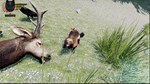 WolfQuest Anniversary - Hellroaring Mountain * STEAM