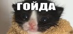 МЕМОЛОГИЯ: ЕГЭ ПО МЕМАМ * АВТОДОСТАВКА STEAM РОССИЯ