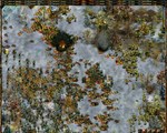 The Entente Gold * АВТОДОСТАВКА STEAM GIFT РОССИЯ