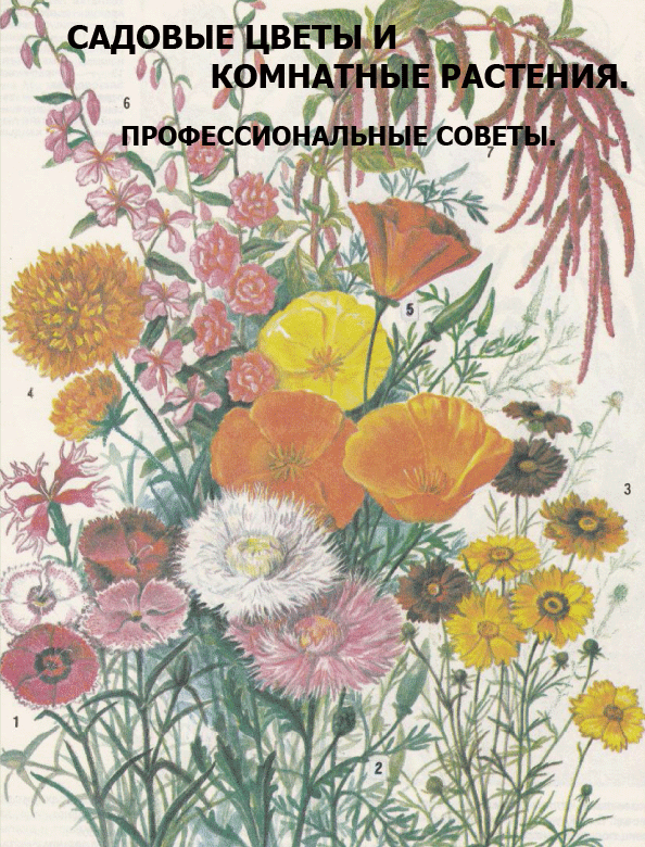 Все о садовых цветах и комнатных растениях