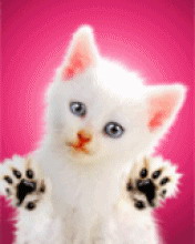 Котенок лижет экран gif ani