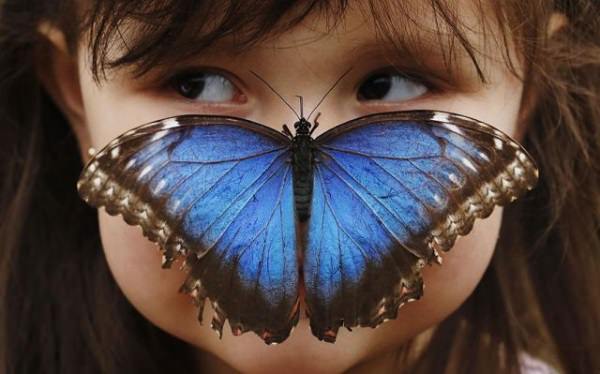 Forex indicator Blue Butterfly + Video instructions