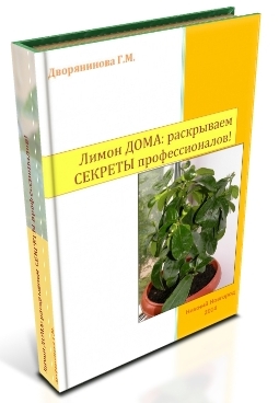 Лимон ДОМА: раскрываем секреты ПРОФЕССИОНАЛОВ