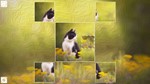 *Puzzle Art: Cats*Steam\РФ+ВесьМир\Key*