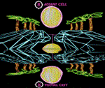 *Radiant Cell*Steam\РФ+Весь Мир\Key*