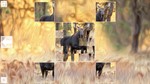 *Puzzle Art: Artiodactyls*Steam\РФ+ВесьМир\Key*