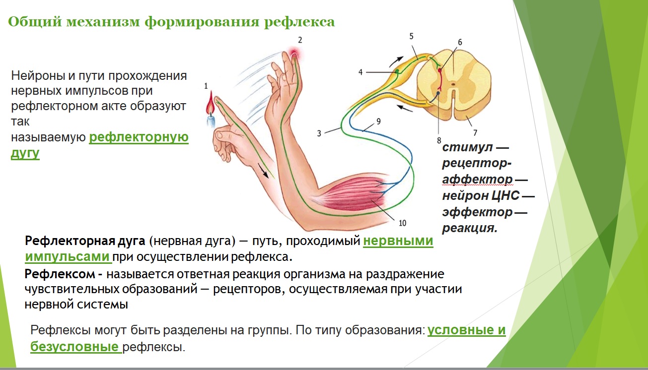 Условные и безусловные рефлексы презентация