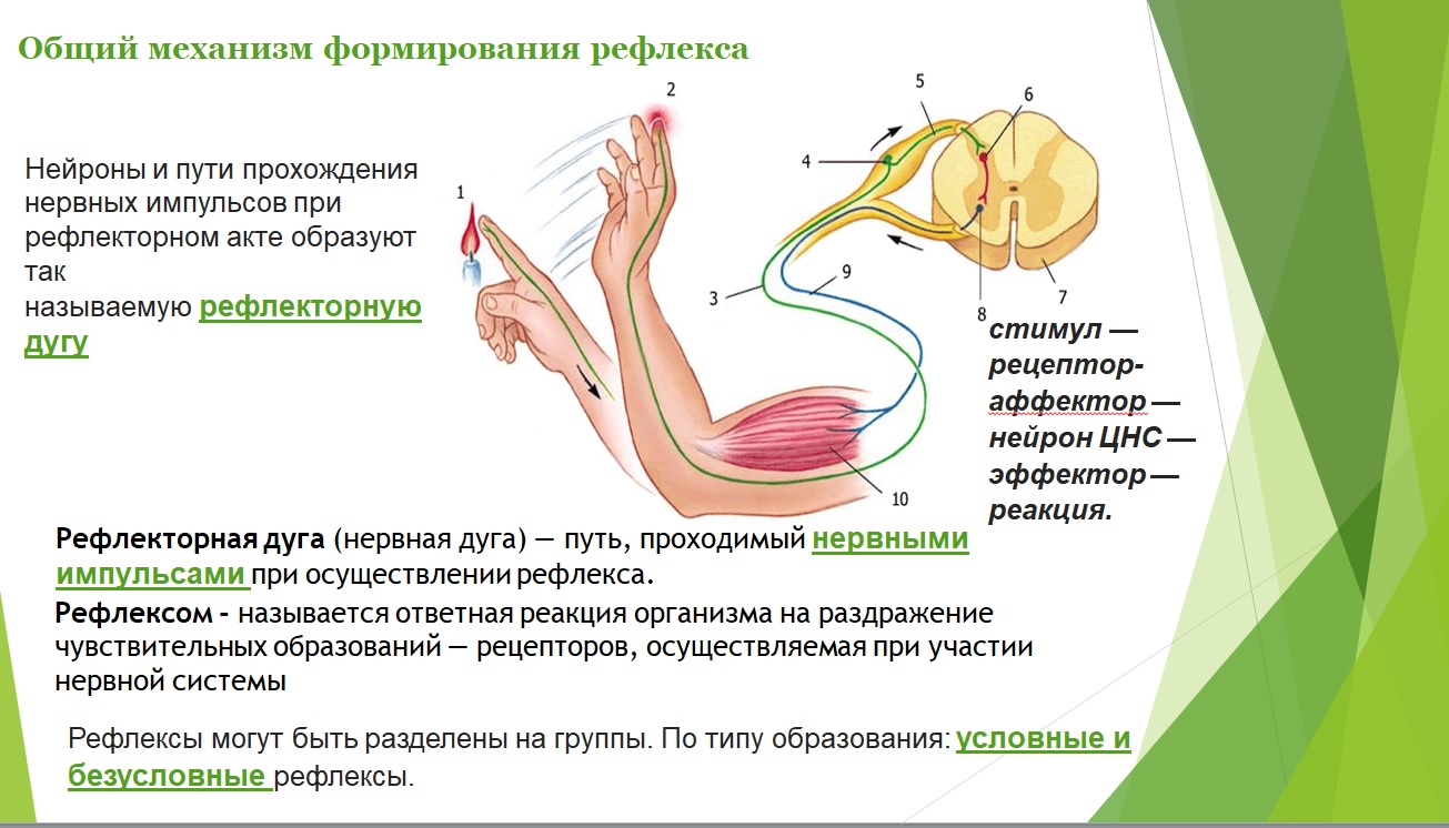 Выработка безусловных рефлексов