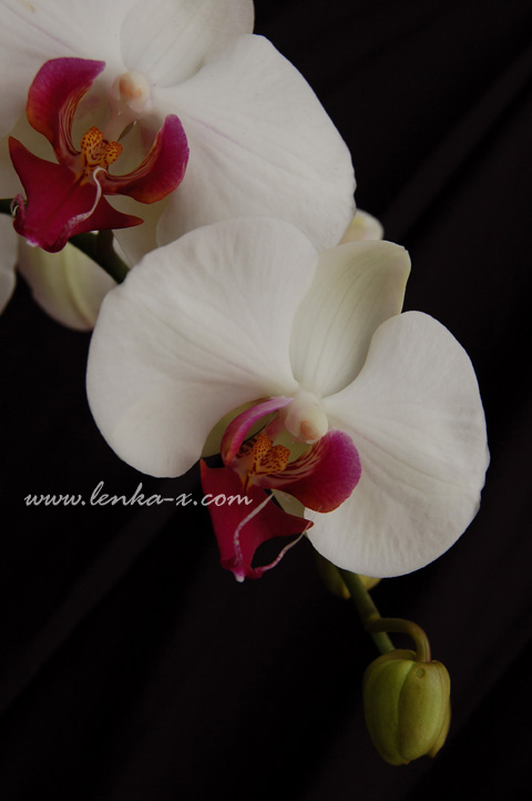 42 Фотографии Орхидей - Фаленопсис (Phalaenopsis) в 3008*2000 / JPG / 300 dpi