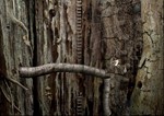 Samorost 2 *STEAM КЛЮЧ *РОССИЯ + МИР *РУССКИЙ ЯЗЫК