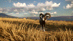theHunter: Call of the Wild - Cuatro Colinas*STEAM