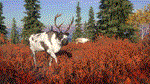 theHunter Call of the Wild - Yukon Valley (DLC) *STEAM