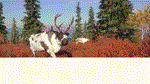 theHunter Call of the Wild - Yukon Valley (DLC) *STEAM