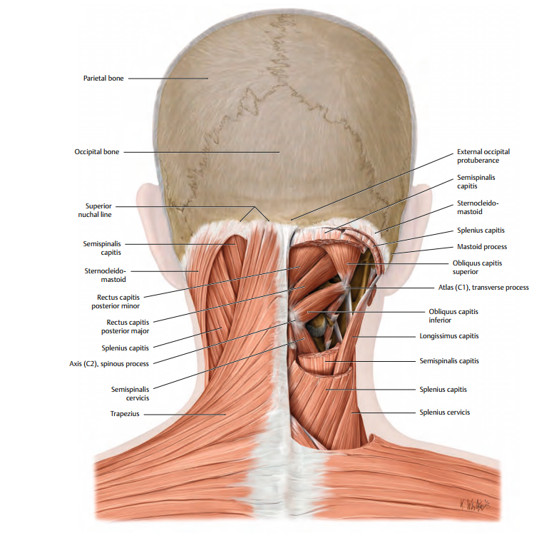 Части затылка. Строение затылочной части шеи. Анатомия затылка человека и шеи. Мышцы затылка.
