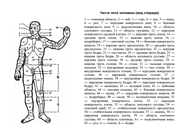 Медицинская схема человека