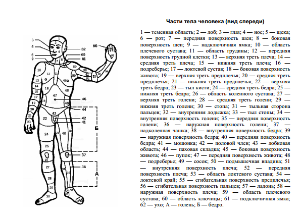 Тела тела тела дата выхода. Области тела человека криминалистика. Наименование частей тела человека криминалистика. Название частей человека. Области тела человека схема.