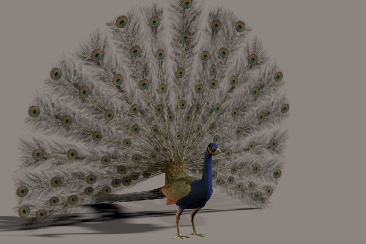 Павлин 3D модель