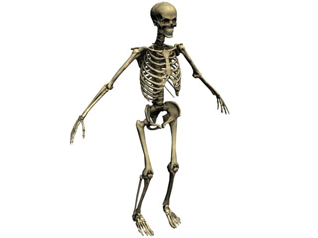 3д модель скелета человека