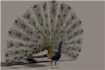 Peacock 3D Model - irongamers.ru