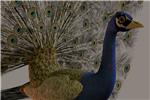 Peacock 3D Model - irongamers.ru