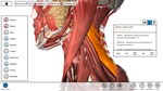 Essential Anatomy 3 ✅ Microsoft Store ПК PC Активация