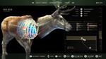 **Way of the Hunter | АВТОДОСТАВКА [Россия Steam Gift]