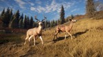 *theHunter: Call of the Wild|АВТОДОСТАВКА RU Steam Gift