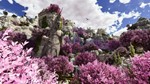 **ARK: Astraeos  | АВТОДОСТАВКА [Россия Steam Gift]