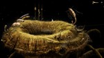 Samorost 3 Cosmic Edition (Steam key / РФ+Весь Мир)
