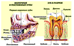 Анатомия зубов человека