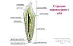 Анатомия зубов человека