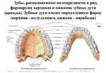 Анатомия зубов человека