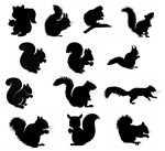 Squirrel svg,cut files,silhouette clipart,vinyl files,v