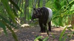 ✅Planet Zoo Southeast Asia Animal Pack ⭐Steam\Key⭐ + 🎁