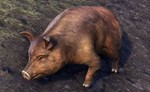 ✅Bristlegut Piglet (pet) + 15 days ESO Plus + 750 Crown