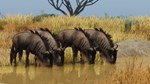 ✅Planet Zoo Grasslands Animal Pack⭐Steam\РФ+Мир\Key⭐+🎁