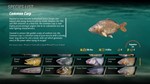 *The Catch: Carp & Coarse Fishing *Steam\Global\Key*