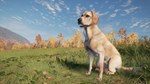 *theHunter Call of the Wild Labrador Retriever*Стим\Key