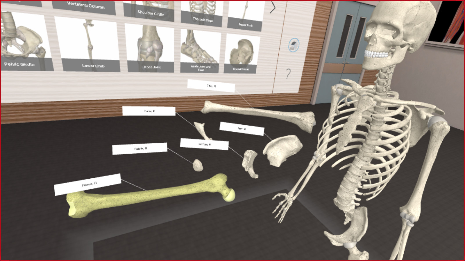 Organon anatomy. Organon VR. 3д Organon VR Anatomy. 3d Organon VR. 4. 3d Organon VR Anatomy.