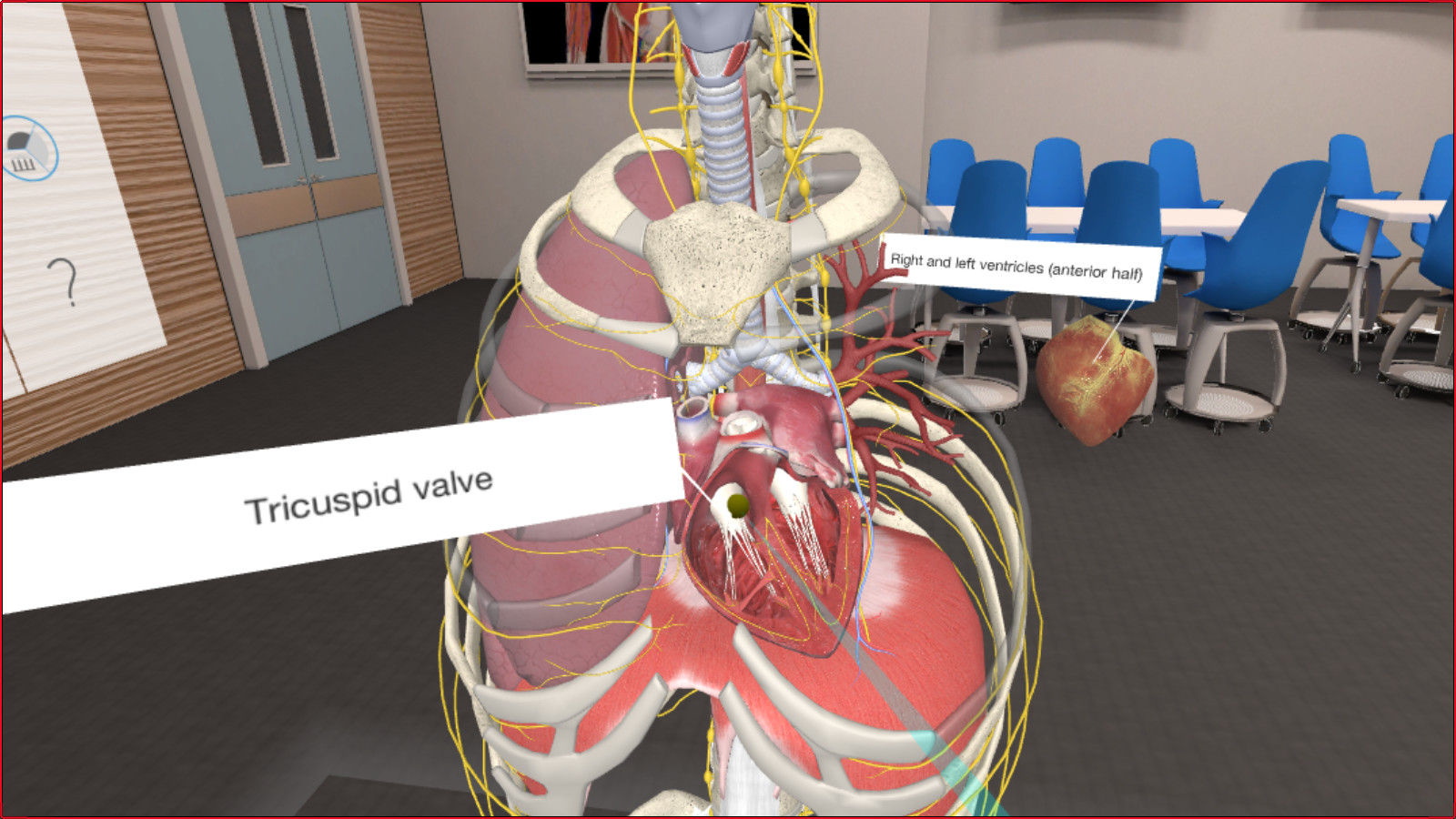 Organon anatomy. 3d Organon VR. 4. 3d Organon VR Anatomy. Виртуальные анатомические атласы.