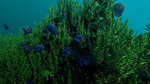Ecosystem - STEAM GIFT РОССИЯ