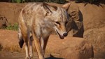 Planet Zoo: Americas Animal Pack STEAM DLC
