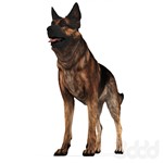 German Shepherd Dog - irongamers.ru