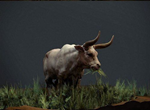 Cow - irongamers.ru