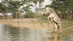 Animalia Survival * STEAM РОССИЯ*АВТОДОСТАВКА