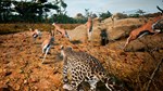 Animalia Survival | Steam Gift Россия